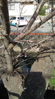 DSC_2386.jpg